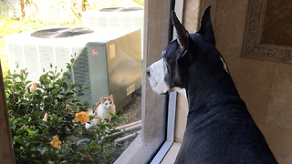 Great Dane & New Family Cat Check Each Other Out