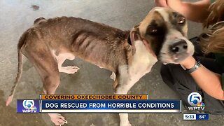 Dog rescued from horrible conditions in Okeechobee County