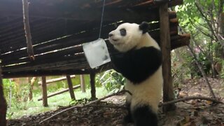 Pandas keep cool by playing with ice in China