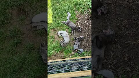 Artic Fox Cubs at Beale Wildlife Park