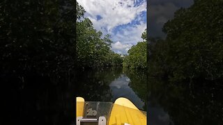 🏝️This is the Best way to Explore the Mangrove Forests of The Keys 🏝️ #thekeylargodude #travel