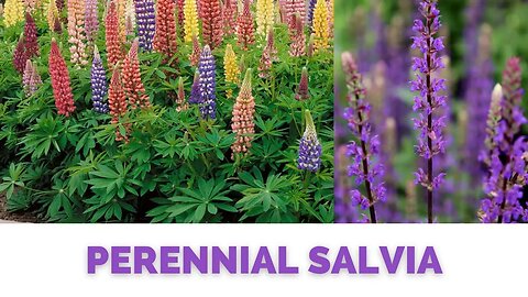 PERENNIAL SALVIA | So Much Color for your Landscape