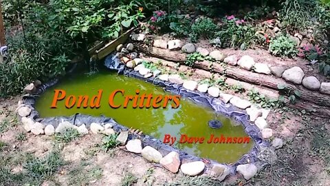 Pond Critters, the water hole is broken!