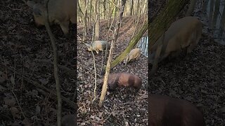 Pigs Foraging in the Pond Bank @UncleTimsFarm #kärnəvór