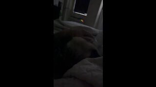 Pug Snores in Paradise Part 1- 8/26/2021- 4K