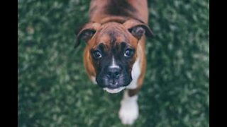 Boxer dog devours whipped cream in delicious slow-mo!