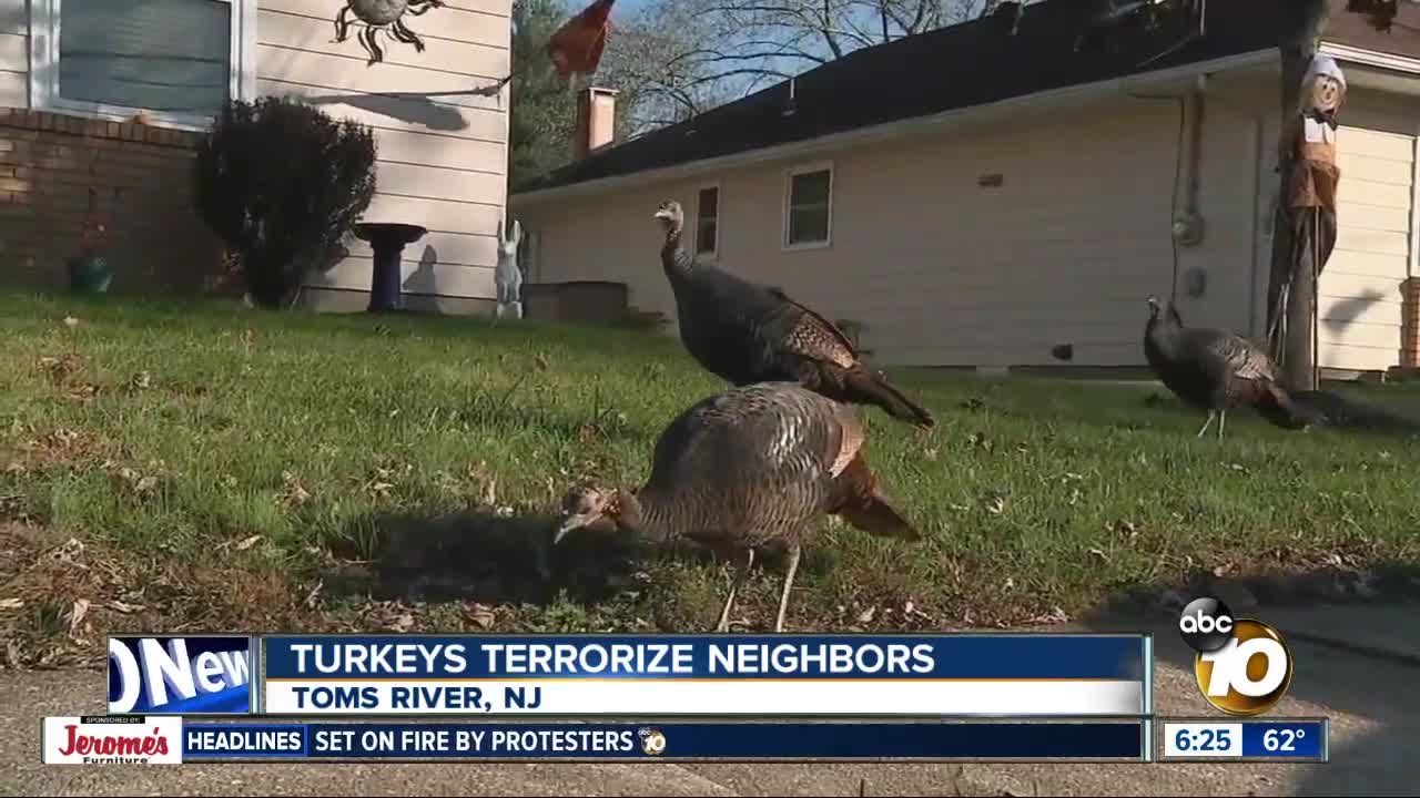 Gang of turkeys invade New Jersey neighborhood
