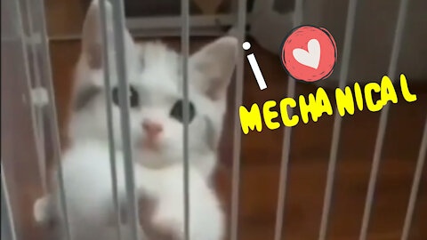 I love Mechanical - cute cat