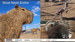 Ghost Ranch Exotics missing multiple animals after Monsoon activity