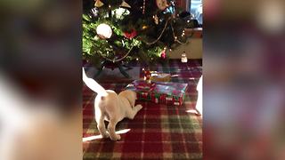 "Cute Puppy Dog Paws At Bell Hanging From Christmas Tree"