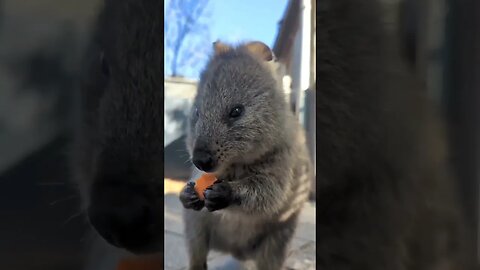 Cute funny Quokka -151