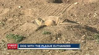 CSU warns of potential exposure to the plague after infected dog euthanized