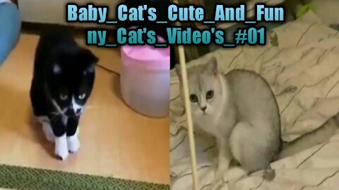 Baby_Cat's_Cute_And_Funny_Cat's_Video's_#01