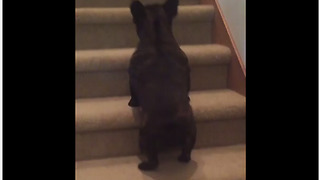 Funny pup hops up staircase like rabbit