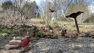 Birds for Cats : CatTV 58