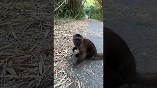 THIS monkey doesn't like iPhones! 😁 #shorts