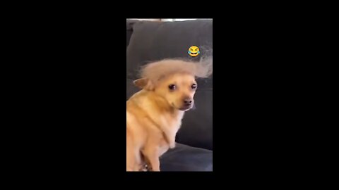my dog have same hair style 😂 aa donald trump
