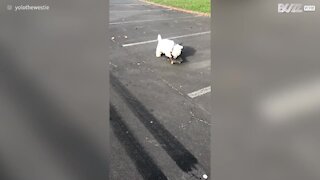 Cachorro skatista se recusa a ir para casa!