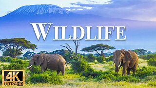 дикие животные 4k - Замечательный фильм о дикой природе с успокаивающей музыкой