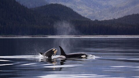 whales in the ocean