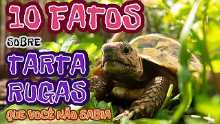 10 FATOS SOBRE TARTARUGAS QUE VOCÊ NÃO SABIA