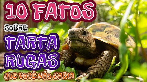 10 FATOS SOBRE TARTARUGAS QUE VOCÊ NÃO SABIA