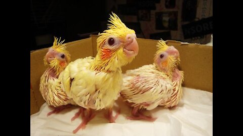 Baby Cocktail Parrots