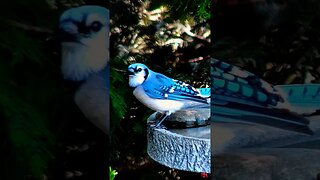 Great Look at a Blue Jay #shorts #birds