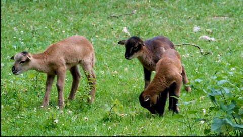 #rumbleviral / Cameroon Sheep Cub Sheep Small 🐑🐑