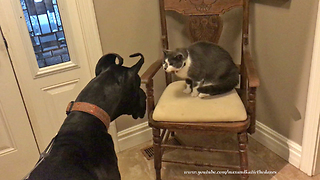 Cautious cat makes friends with Great Dane