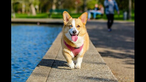 Dog Running