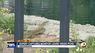 Monitor lizard in Escondido captured inside pond