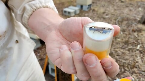 Bees Brood and Mites 21 Feb 2022