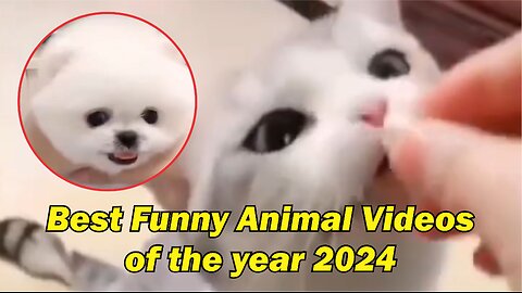 Best Funny Animal Videos of the year 2024, funniest animals ever relax with cute animals video