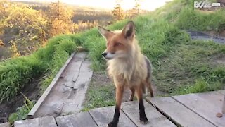 Ce renard rend visite à des touristes pour le goûter