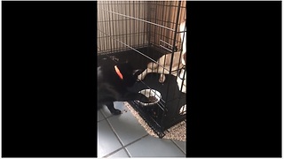 Husky Plays An Accomplice To Cat Burglary