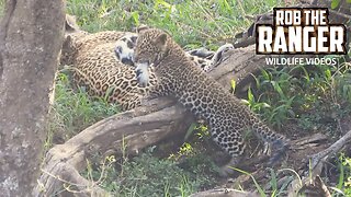 Cute Leopard Cub Annoying Mum | Maasai Mara Safari | Zebra Plains