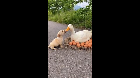 the friendship between duck and dog