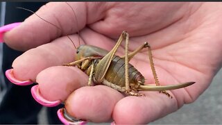 FAMINE APPROACHING: "MORMON CRICKETS SWARM THE MIDWEST DESTROYING WHEAT CROPS" (2 EDRAS 15:11) 🦗🦗🦗🦗🦗