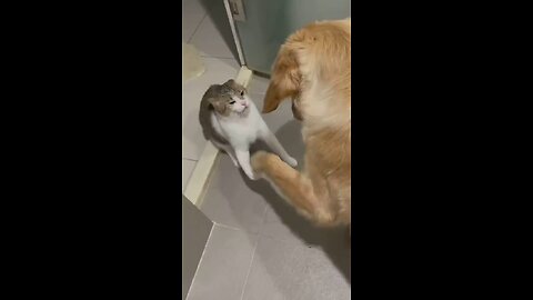 Funny Cat and Dog Video The Cat Still Angry