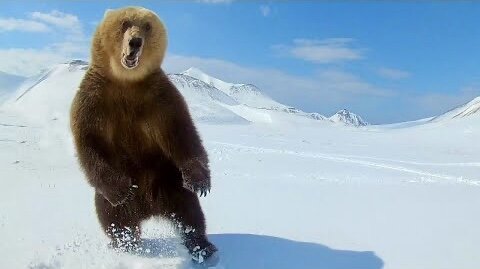 Bear Attacks Russian Champers Caught On Camera