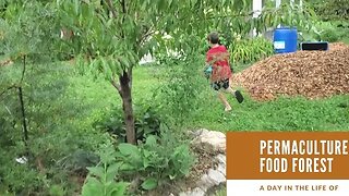 Food forest - "A Day in the life of" series. Peaches and nutrient capture using water and earthworks