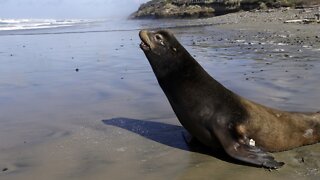 Hundreds Of Sea Lions To Be Killed In Plan To Save Fish