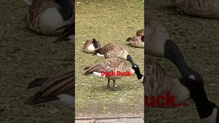 Big duck duck