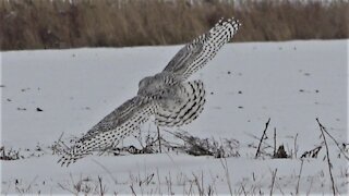 Majestic snowy owl takes flight over snow covered field during hunt