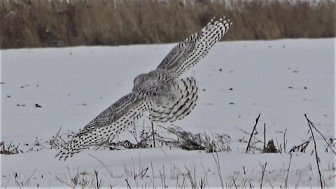 Majestic snowy owl takes flight over snow covered field during hunt