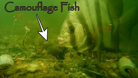 Find The Camouflage Fish. Baitcam off a Tampa Pier