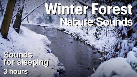 Winter Forest | Nature Sounds | Forest Sounds For Sleeping | Relaxing River | For 3 Hours