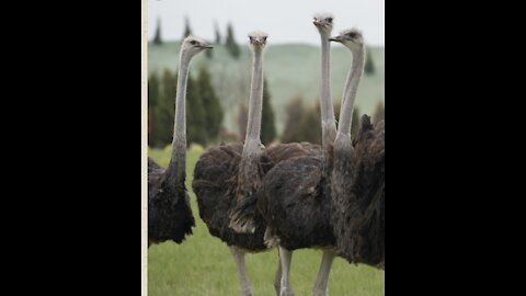 Ostrich Farm in Nepal | acmamta