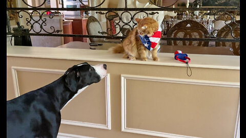 Cat Guards His Hat From Pesky Great Dane Pup